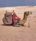 «Camel» — претендующее
• Жанр: животные 
• Автор: Alice Lony (8) 
• Дополнительно: Египет. Авуст 2006г.
Фотографировать там страшно, поэтому надо делать это быстро. А уж что получается, то получается :) 
• Просмотры: 2384 
• Комментарии: 0 
• Оценка: 0 (оценивали: 0)