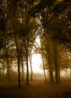 «Деревья окутаные туманом» — претендующее
• Жанр: природа 
• Автор: V.V.(Валерий Валерьевич) (68) 
• (Дополнительной информации нет.) 
• Просмотры: 2771 
• Комментарии: 0 
• Оценка: 0 (оценивали: 0)
