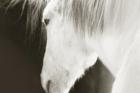 «horse» — претендующее
• Жанр: животные 
• Автор: Инна (5) 
• (Дополнительной информации нет.) 
• Просмотры: 1691 
• Комментарии: 0 
• Оценка: 0 (оценивали: 0)